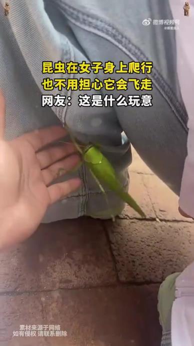 昆蟲在女子身上爬行，無需擔(dān)心其飛走