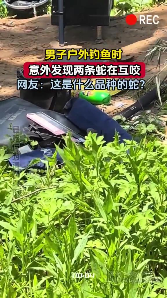 男子户外钓鱼时 意外发现两条蛇在互咬