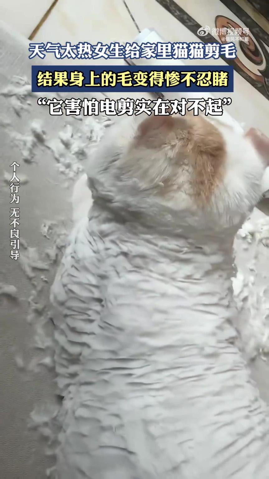 女生因天熱給貓貓剪毛，貓貓毛發(fā)慘變“翻車現(xiàn)場”