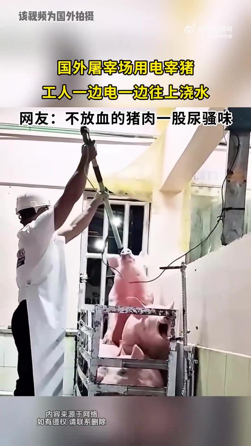 国外屠宰场用电宰猪，工人一边电一边往上浇水！！！