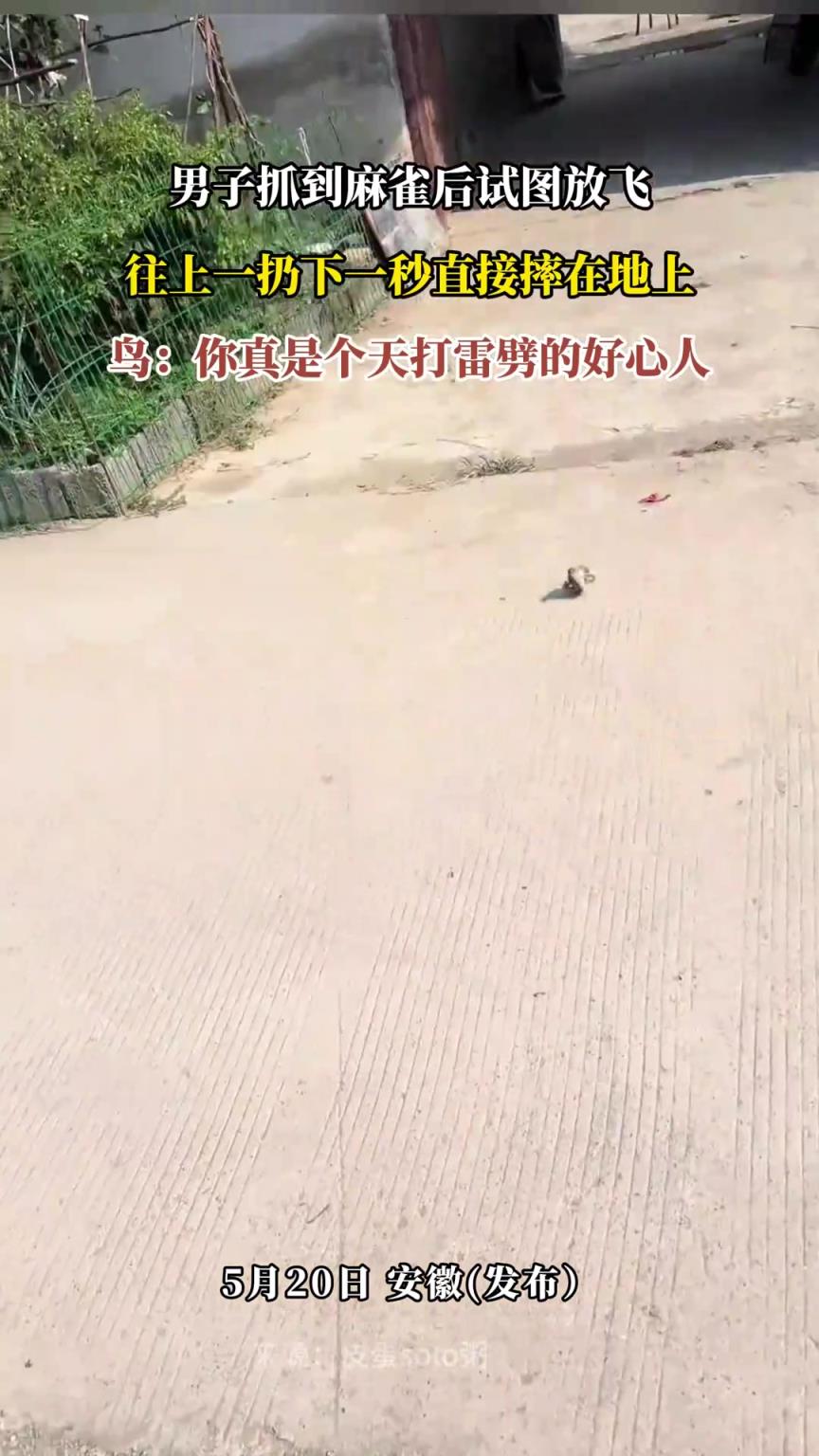 男子抓到麻雀后试图放飞，往上一扔下一秒直接摔在地上