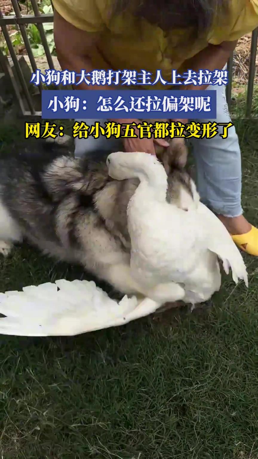 小狗和大鵝打架主人上去拉架，小狗：怎么還拉偏架呢