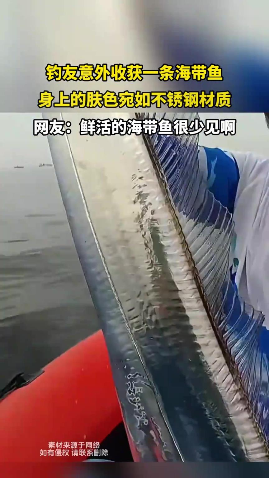 釣友意外收獲一條海帶魚，身上的膚色宛如不銹鋼材質(zhì)
