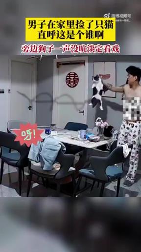 男子捡流浪猫回家，萌猫颜值惊到主人