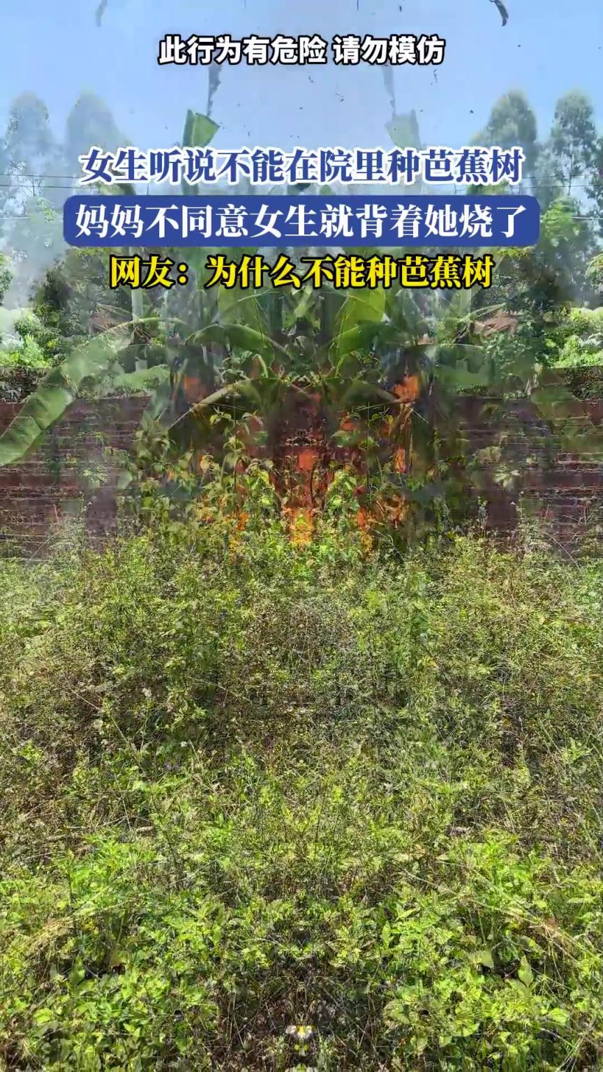 女生听说不能在院里种芭蕉树，妈妈不同意，女生就背着她烧了