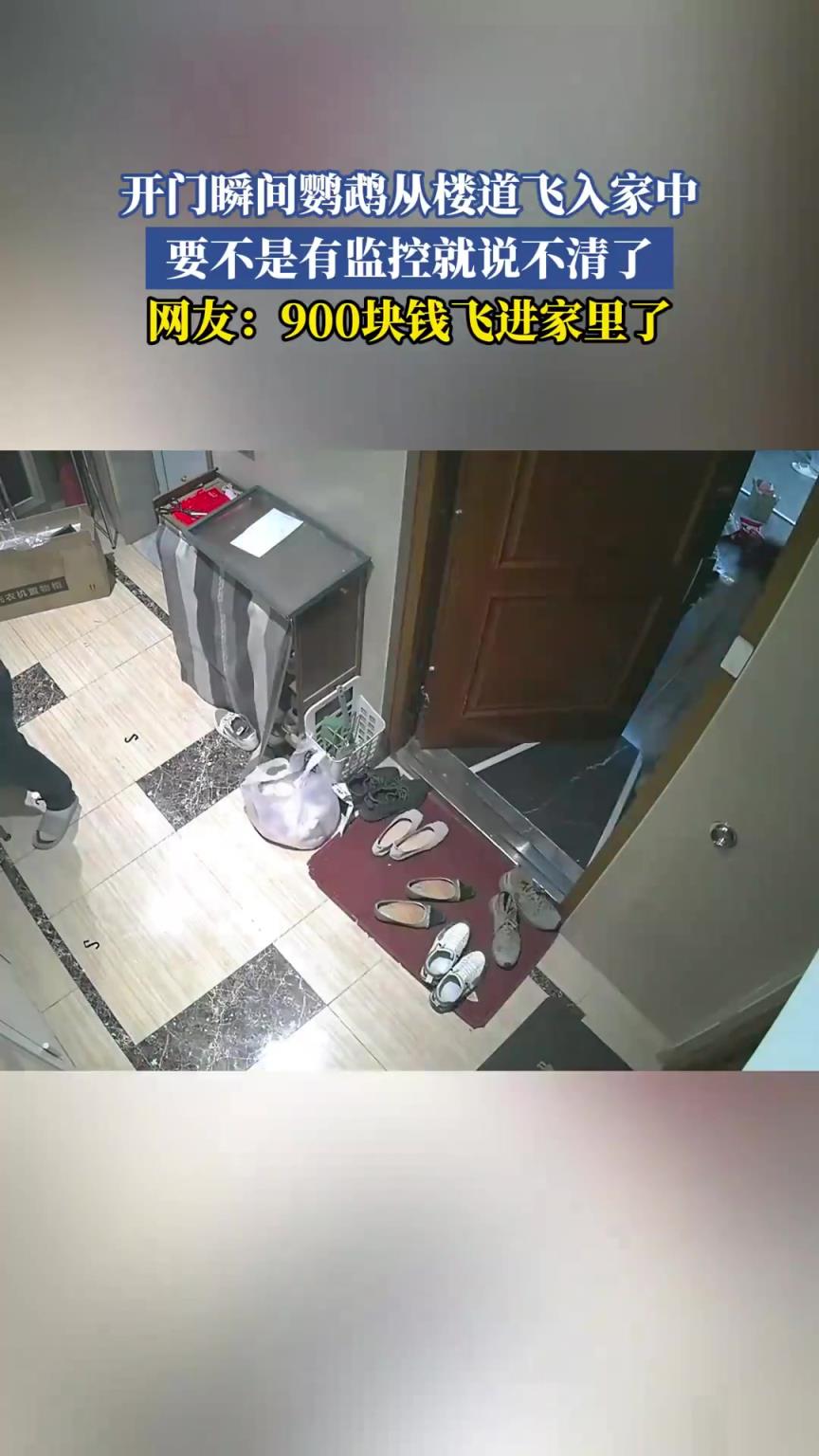 开门瞬间鹦鹉从楼道飞入家中，要不是有监控就说不清了！