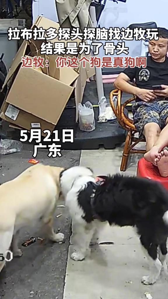 拉布拉多探头探脑找边牧玩 结果是为了骨头