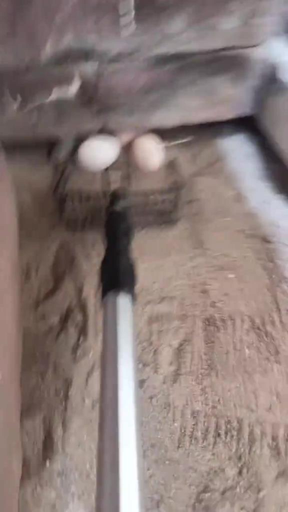 雞：你禮貌嗎？當我的面偷我的蛋？