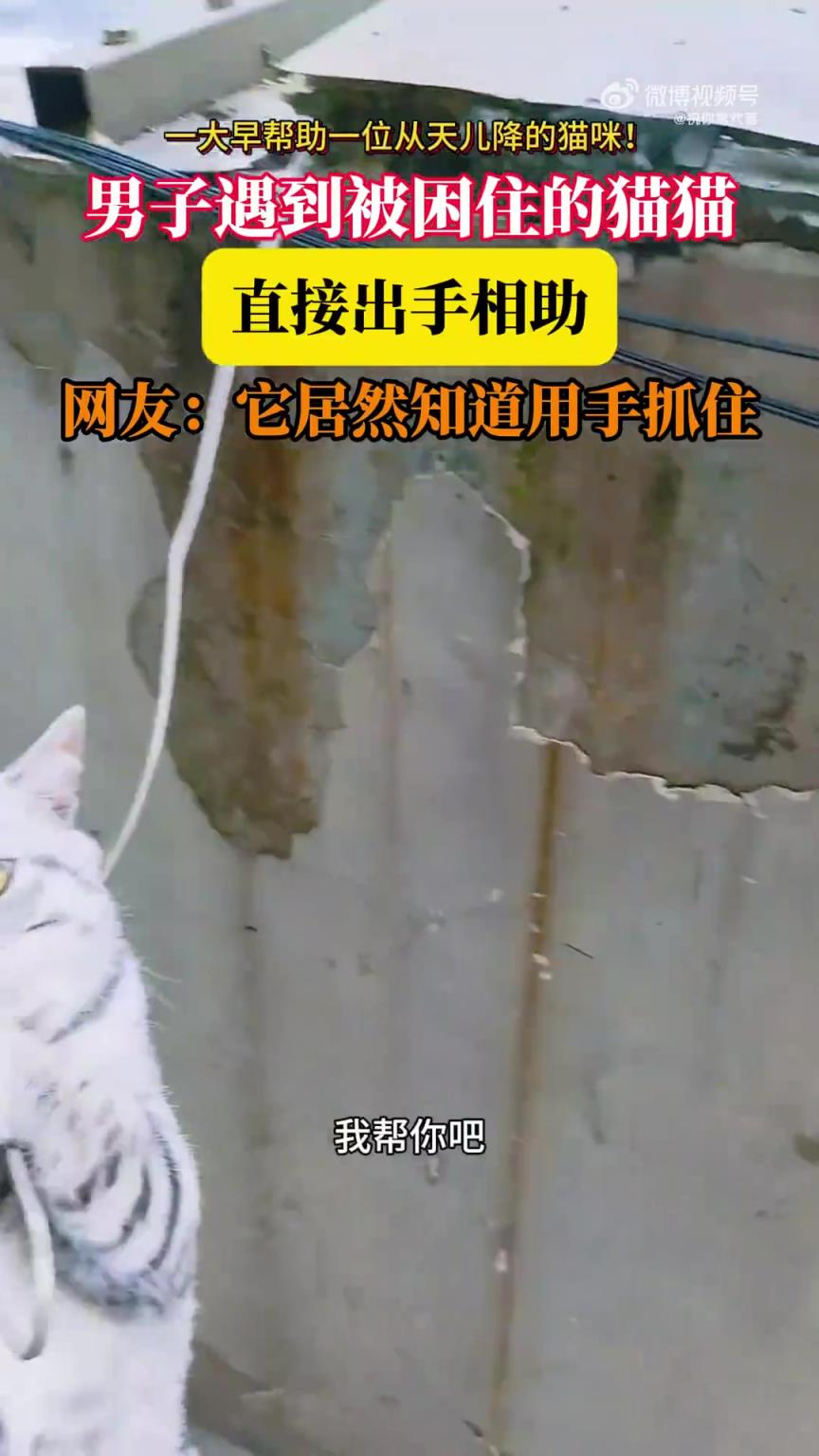 男子救助被困猫咪，网友惊叹猫咪用手抓握