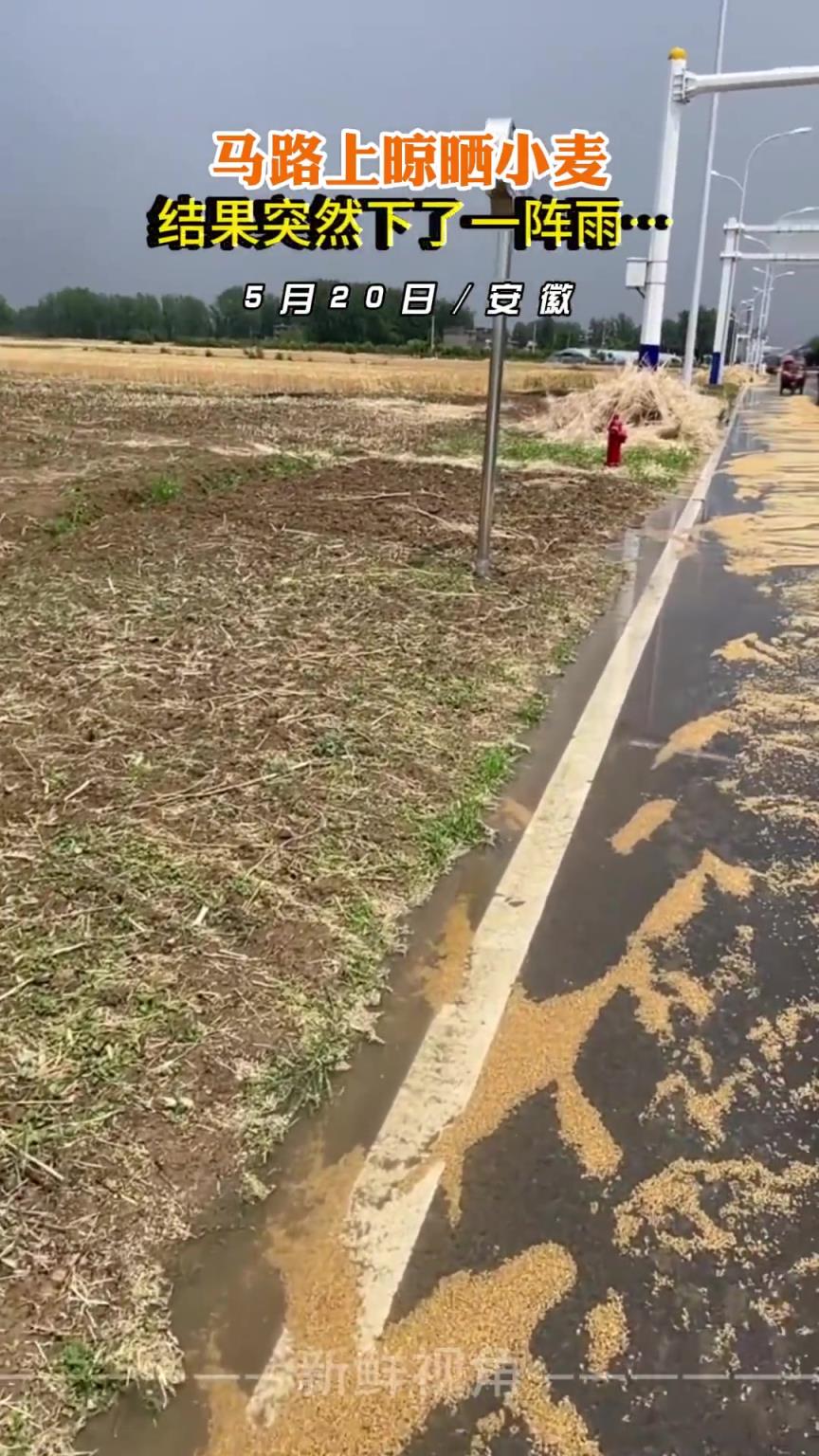 马路上晾晒小麦 结果突然下了一阵雨…
