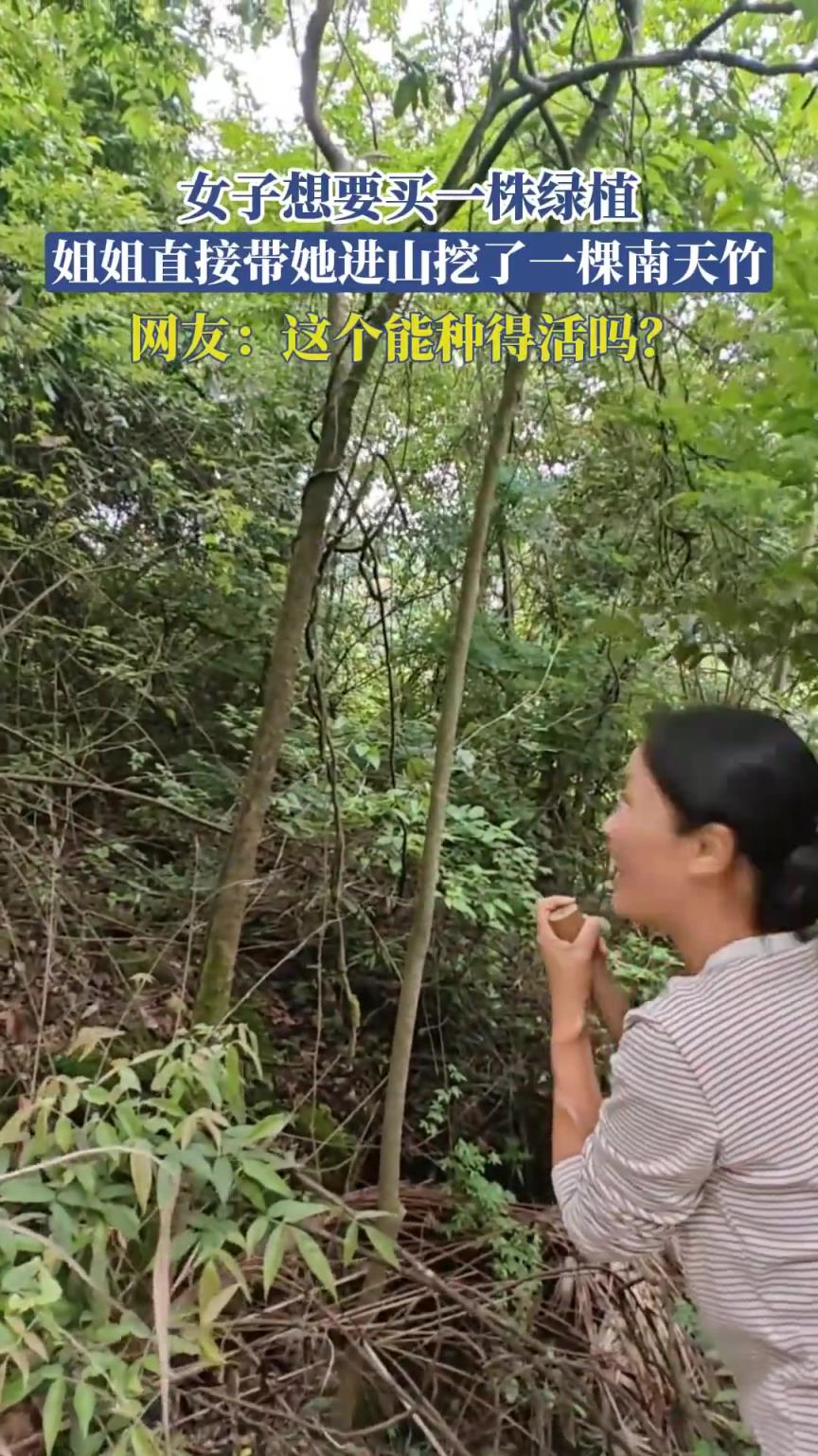 女子想要买一株绿植，姐姐直接带她进山挖了一棵南天竹