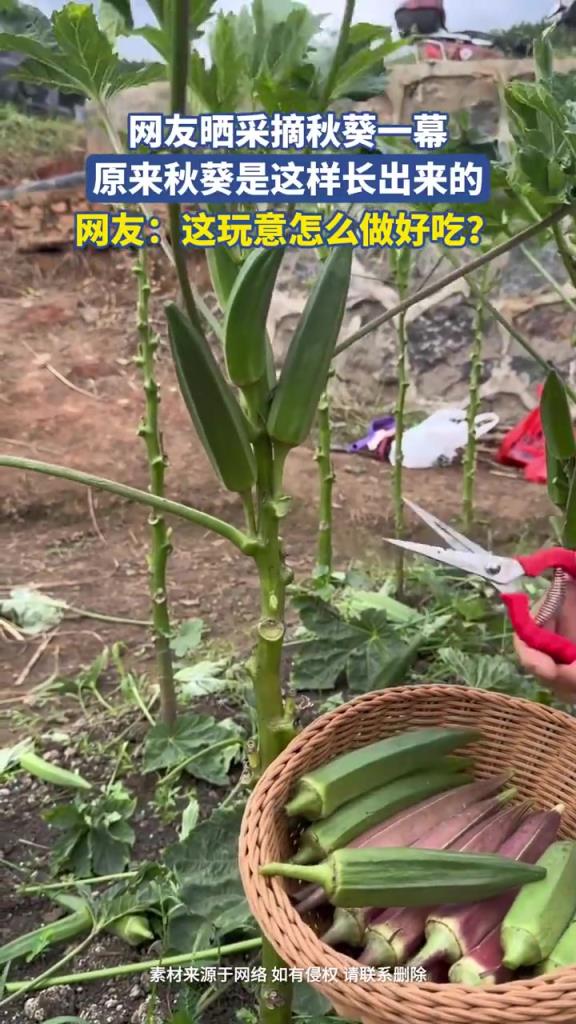网友晒采摘秋葵一幕，原来秋葵是这样长出来的