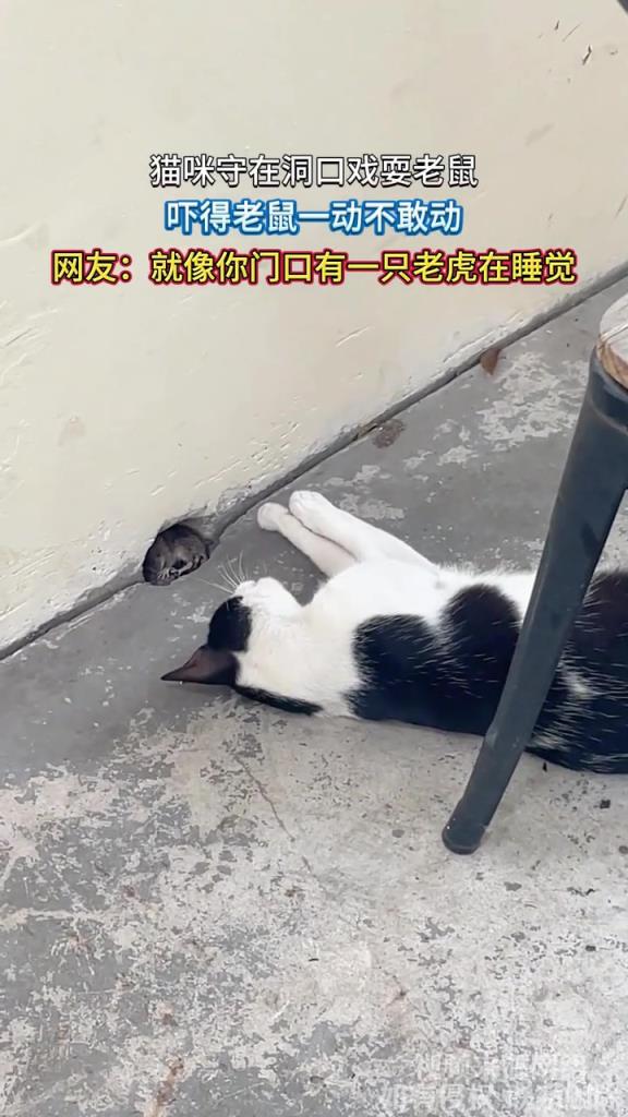 猫咪守在洞口戏耍老鼠,吓得老鼠一动不敢动!!