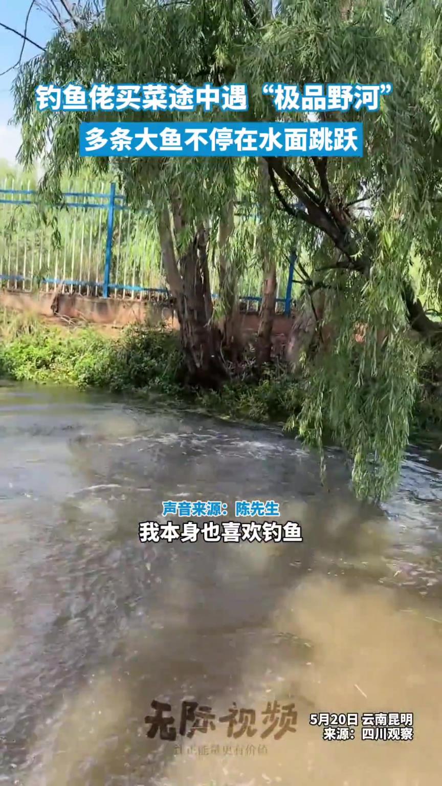 钓鱼佬买菜途中遇“极品野河”，多条大鱼不停在水面跳跃