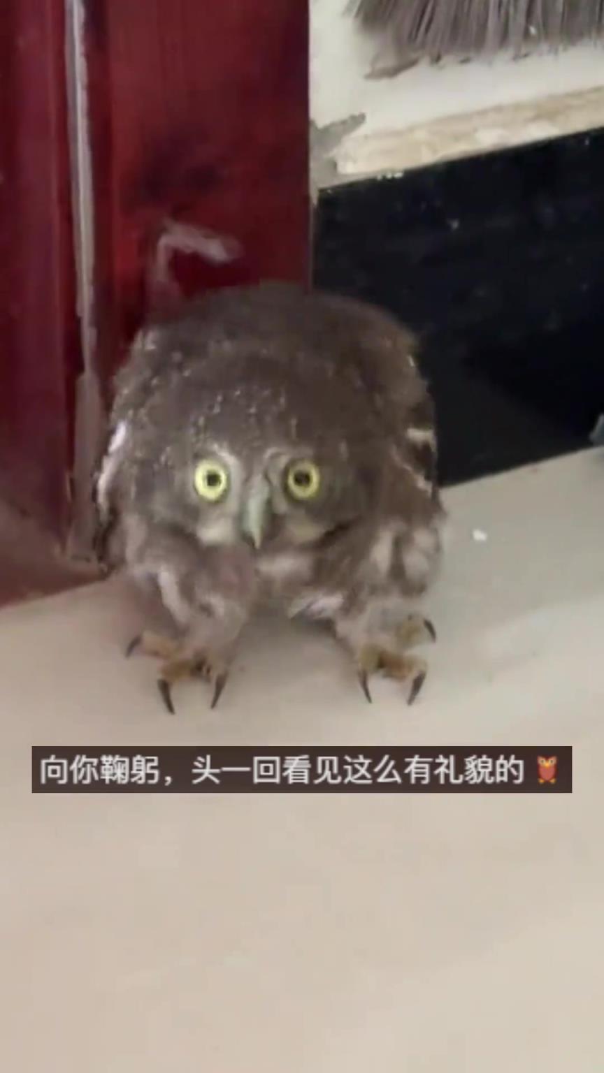 家里突然来了个“稀客”，不光它紧张，人也怪紧张的
