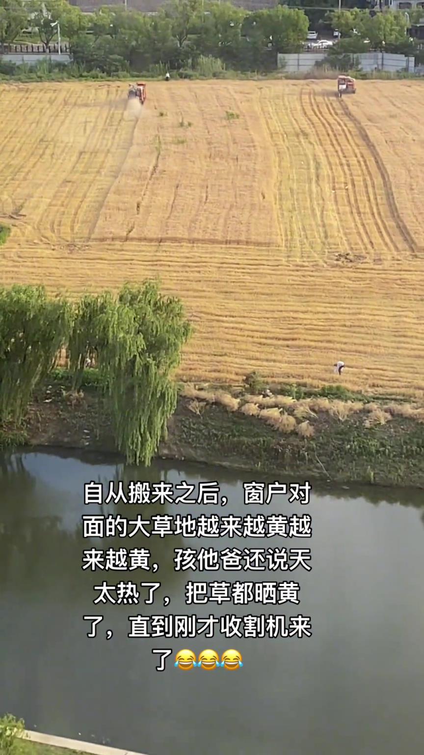 人家小麦都成熟了，夫妻俩还在吐槽草地变黄...