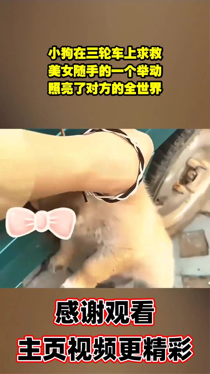 小狗在三輪車上求救，美女隨手的一個舉動，照亮了對方的全世界