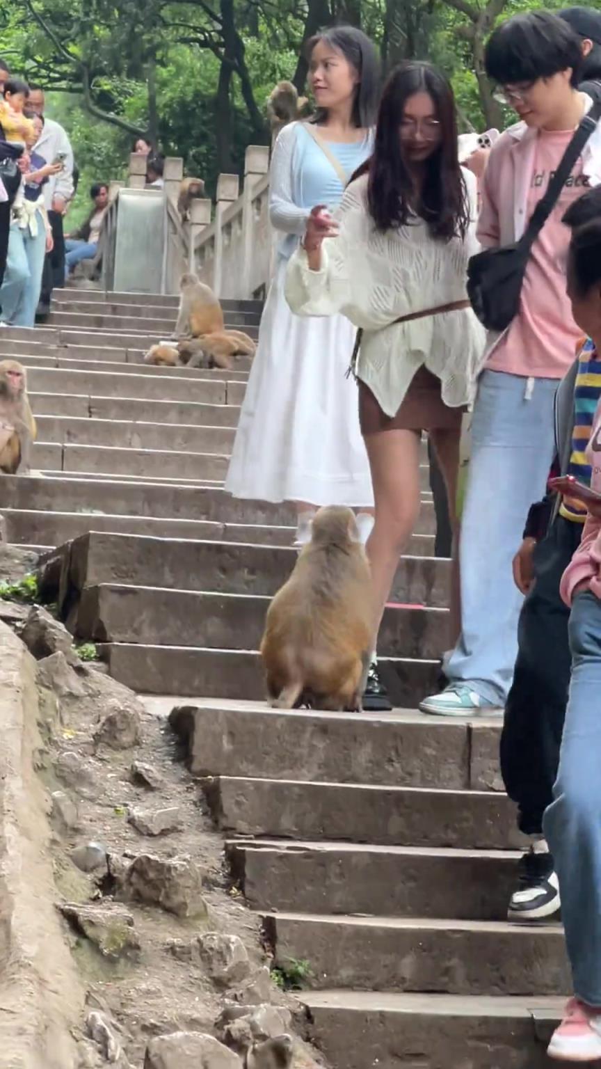 猴子都要把女生的腿抓破了！！
