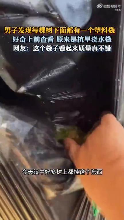 男子发现树下皆有塑料袋，近看竟是抗旱浇水袋