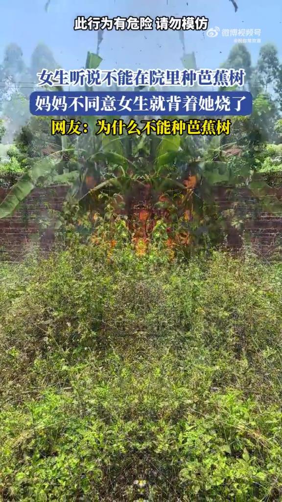 女生听说不能在院里种芭蕉树，妈妈不同意，女生就背着她烧了