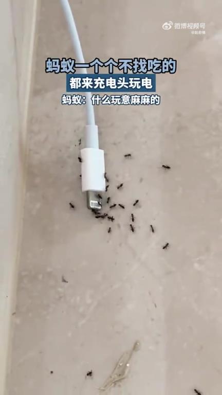 蚂蚁不找吃的，围着充电头玩电，称感觉麻麻的