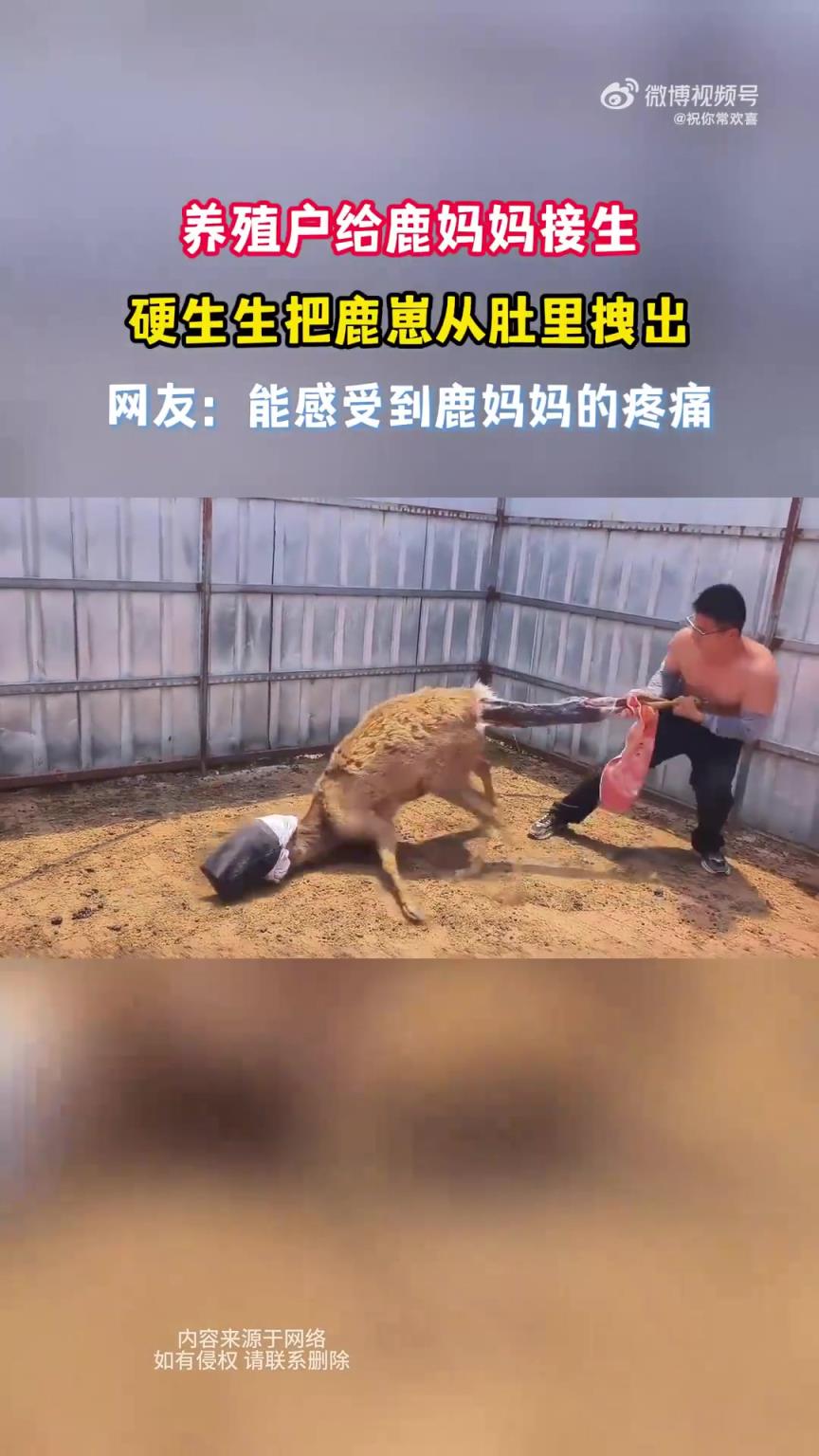 养殖户给鹿妈妈接生，硬生生把鹿崽从肚里拽出！！