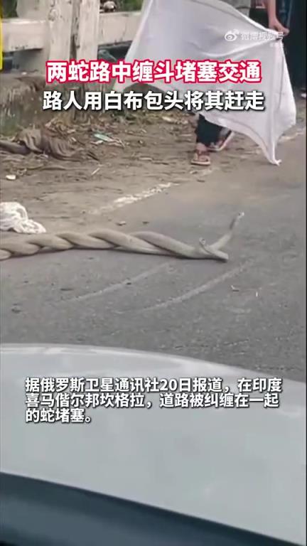 两蛇路中缠斗致交通堵塞，路人包头将其驱离