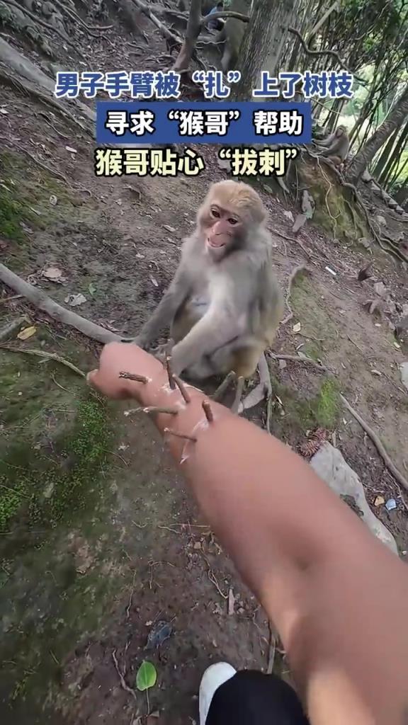 男子手臂被“扎”上了树枝，寻求“猴哥”帮助，猴哥贴心“拔刺”