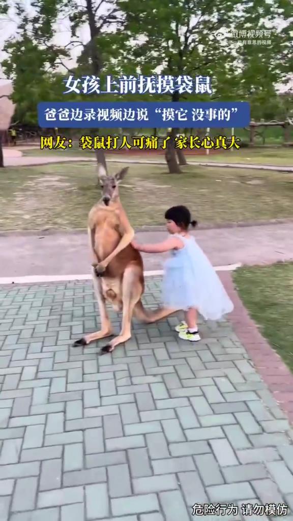 女孩撫摸袋鼠，爸爸錄視頻鼓勵：“摸它，沒事的”