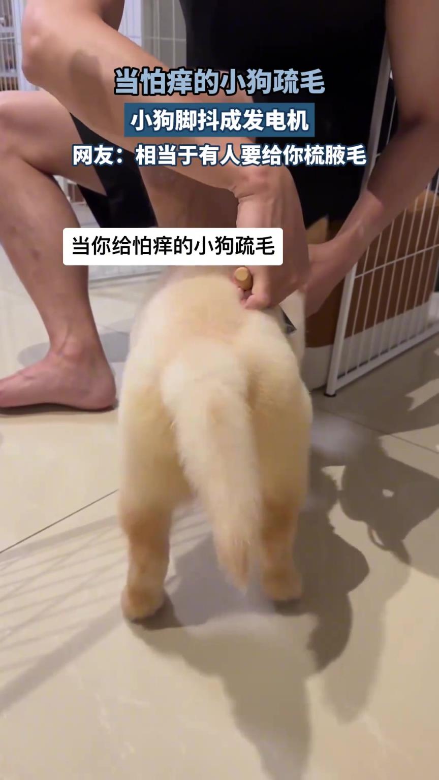 当怕痒的小狗疏毛，小狗脚抖成发电机，网友：相当于给你梳腋毛