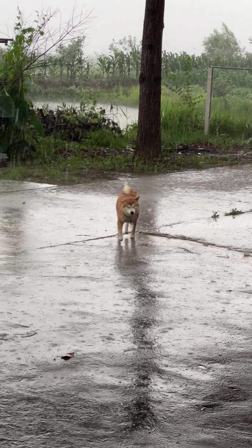 暴雨跑回家的狗子：瓦达西睁不开眼睛啦