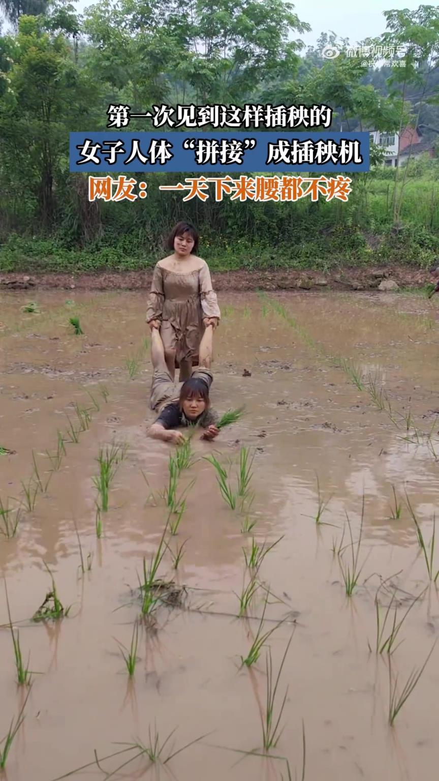 女子人體“拼接”如插秧機(jī)，新奇插秧方式首見