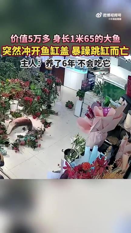 价值五万多、1.65米长大鱼暴躁跳缸死亡