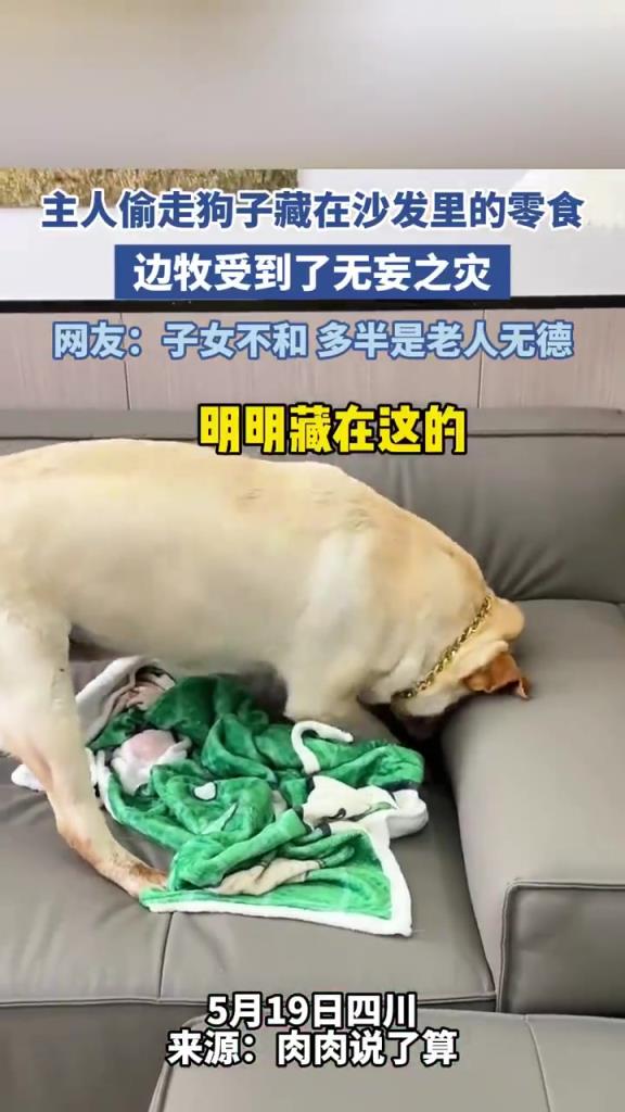 主人偷狗零食被抓包，边牧 “委屈脸” 控诉：“拆家警告”