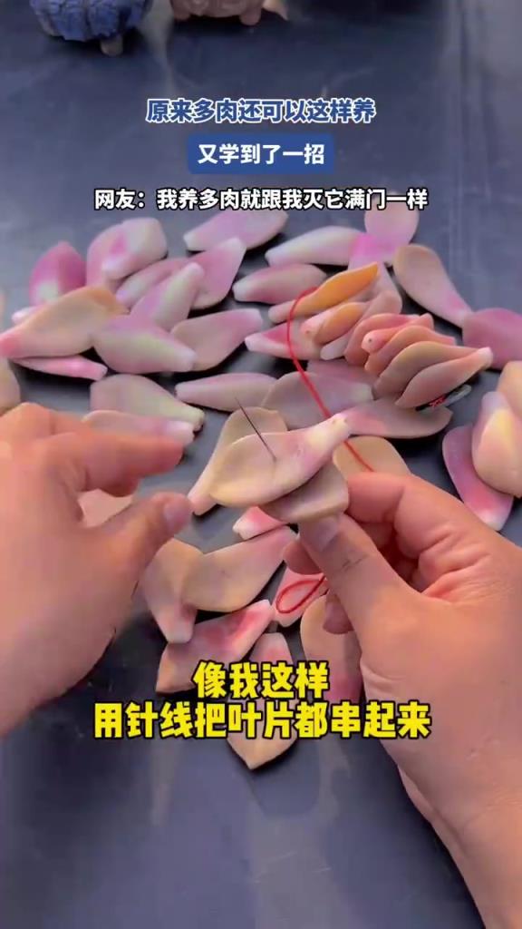 多肉创意养法引围观，网友自嘲：养多肉似 “灭门”