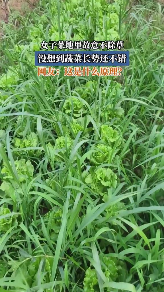 女子菜地里故意不除草