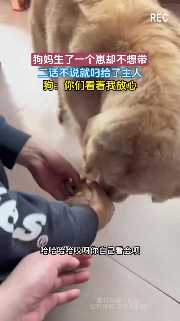 狗妈生了一个崽却不想带 二话不说就叼给了主人