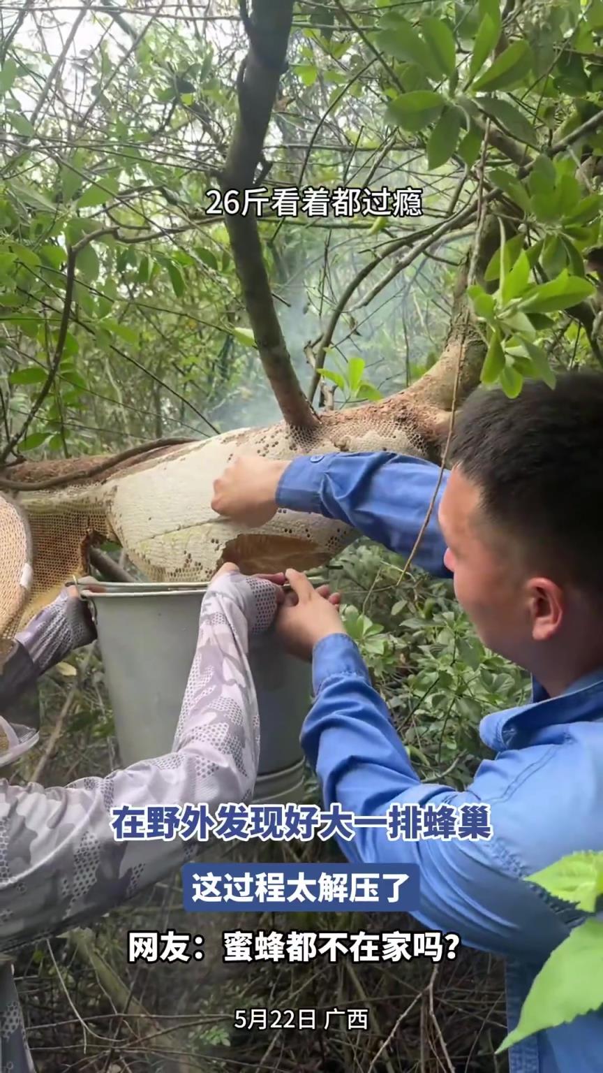 在野外发现好大一排蜂蜜，这过程太解压了