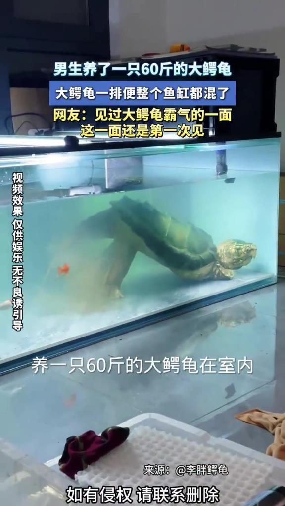 男生养 60 斤大鳄龟排便混缸，网友：鱼缸秒变浑水