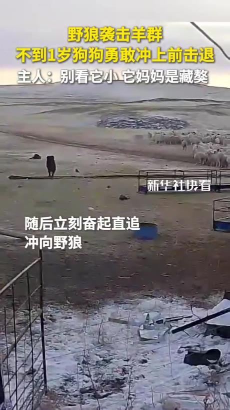 野狼袭击羊群，不到1岁狗狗霸气护羊冲上前击退