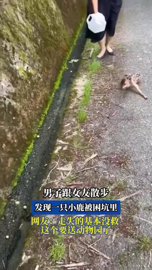 男子跟女友散步 發(fā)現(xiàn)一只小鹿被困坑里