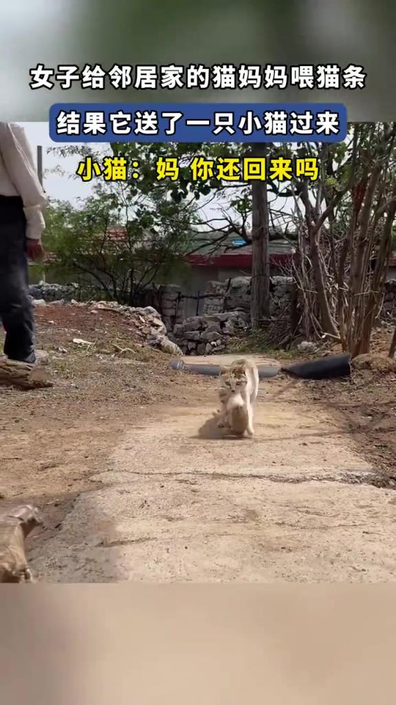 女子喂貓媽媽獲贈小貓，網(wǎng)友：最暖 “回禮”
