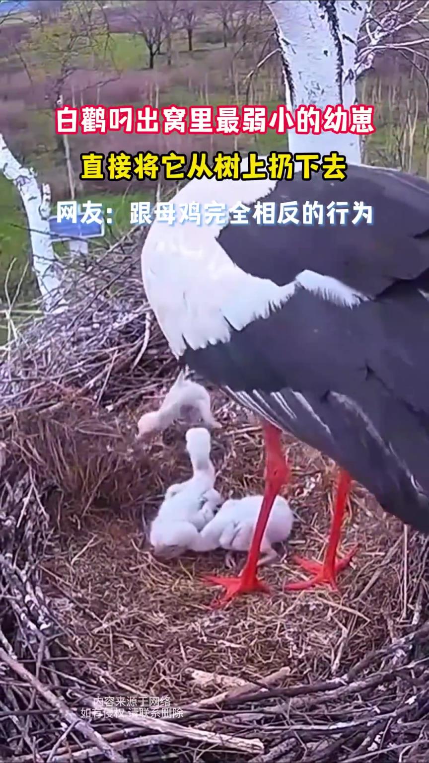 白鹳叼出窝里最弱小的幼崽，直接将它从树上扔下去