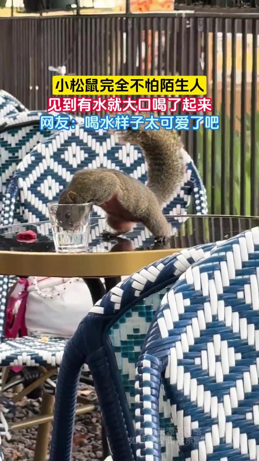 小松鼠完全不怕陌生人，见到有水就大口喝了起来