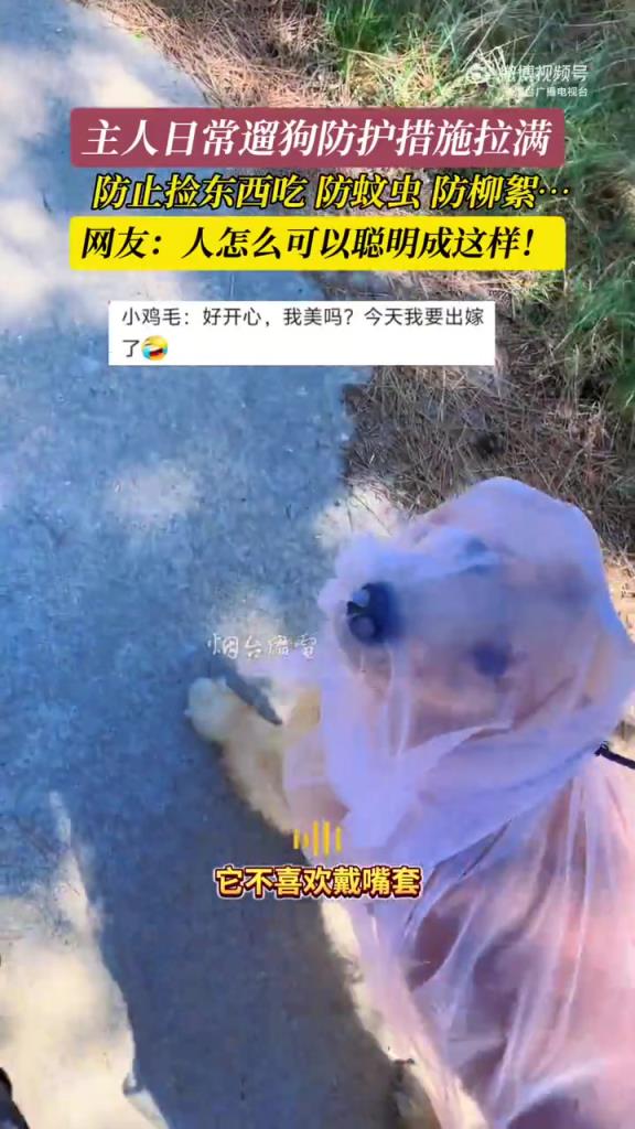 山东烟台狗狗戴头纱卖萌，网友：毛孩子也有公主梦