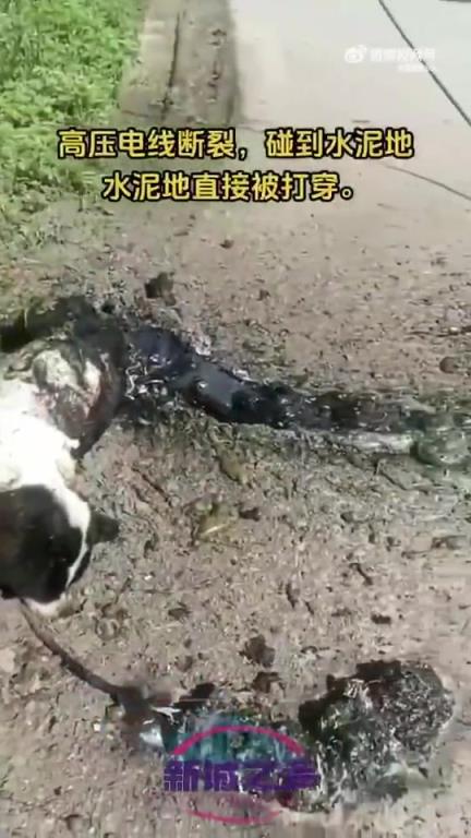 电线断裂触水泥地，狗不幸被“烤熟”