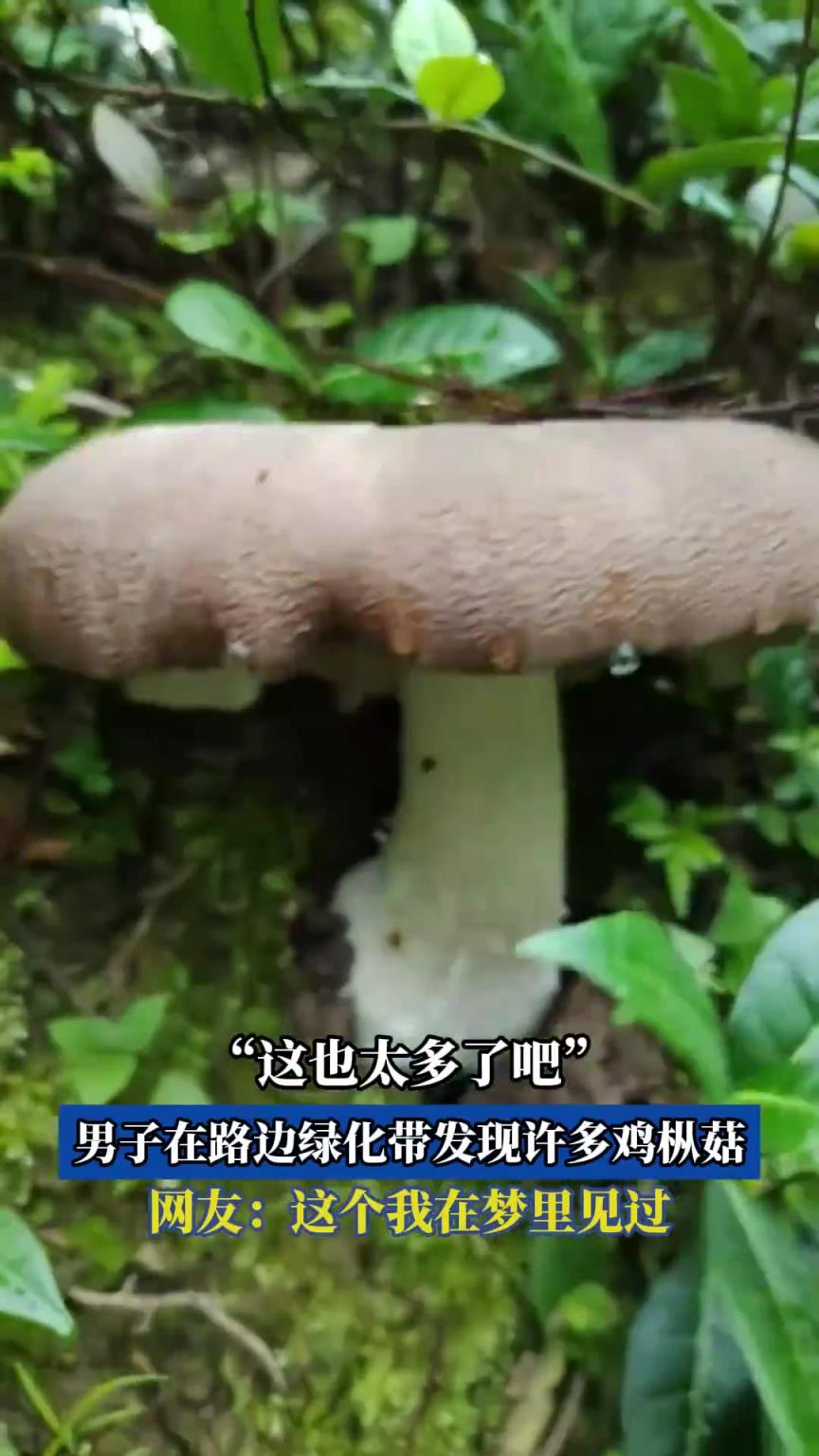 “這也太多了吧”，男子在路邊綠化帶發現許多雞樅菇