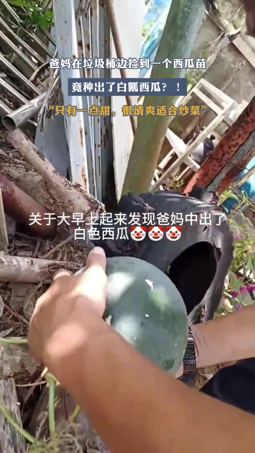 爸妈在垃圾桶边捡到一个西瓜苗，竟种出了白瓤西瓜？