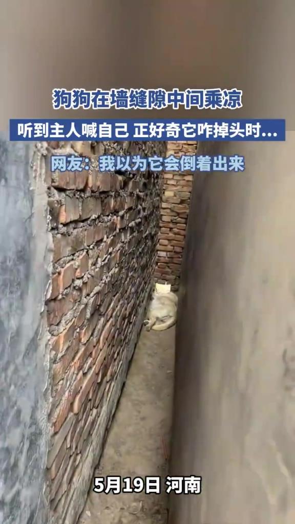 狗狗墙缝乘凉遇呼喊，灵活掉头萌翻众人