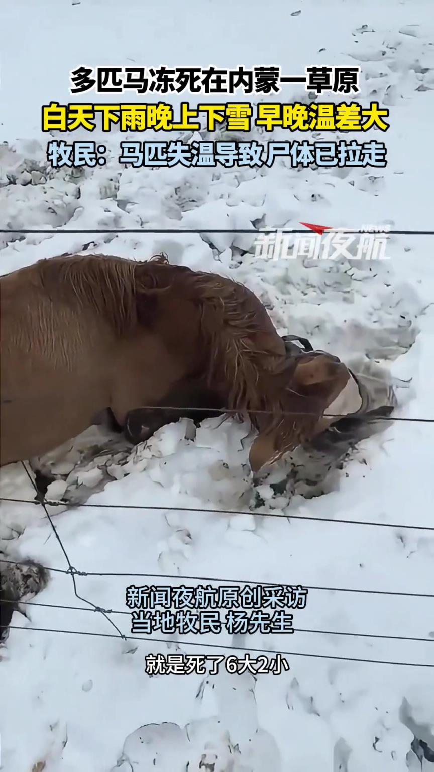 内蒙古 多匹马冻死在内蒙一草原 白天下雨晚上下雪